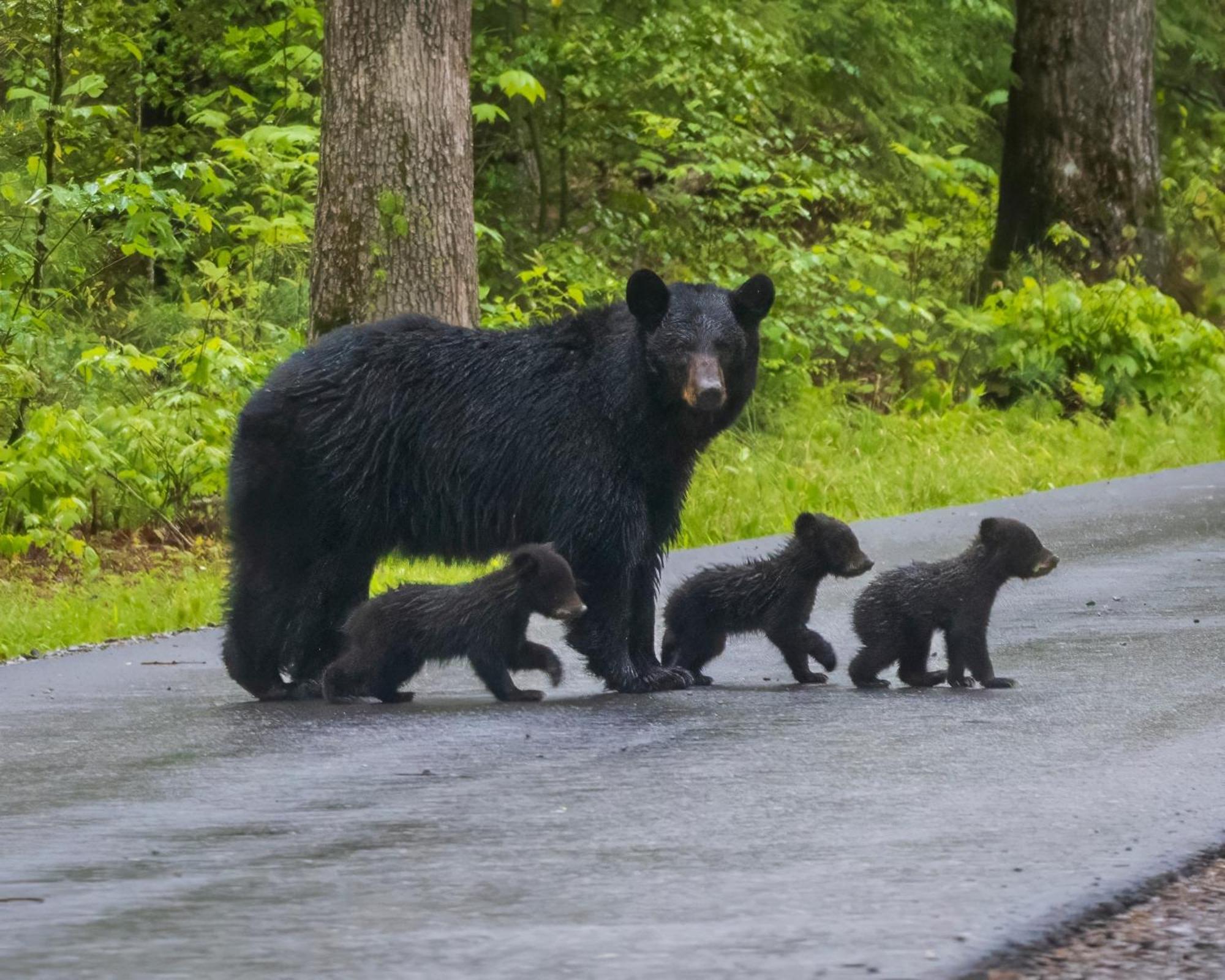 Lazy Bear Lodge, Hot Tub, Resort Pool, Wifi, 1089 Free Tickets Each Paid Day, Dollywood And More Gatlinburg Bagian luar foto